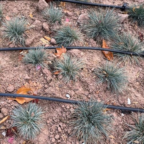 semillas de pasto festuca azul Plantas resistentes para el jardín Césped ornamental resistente Festuca glauca Plantas de jardín perennes resistentes Decoración de jardín para 500pcs