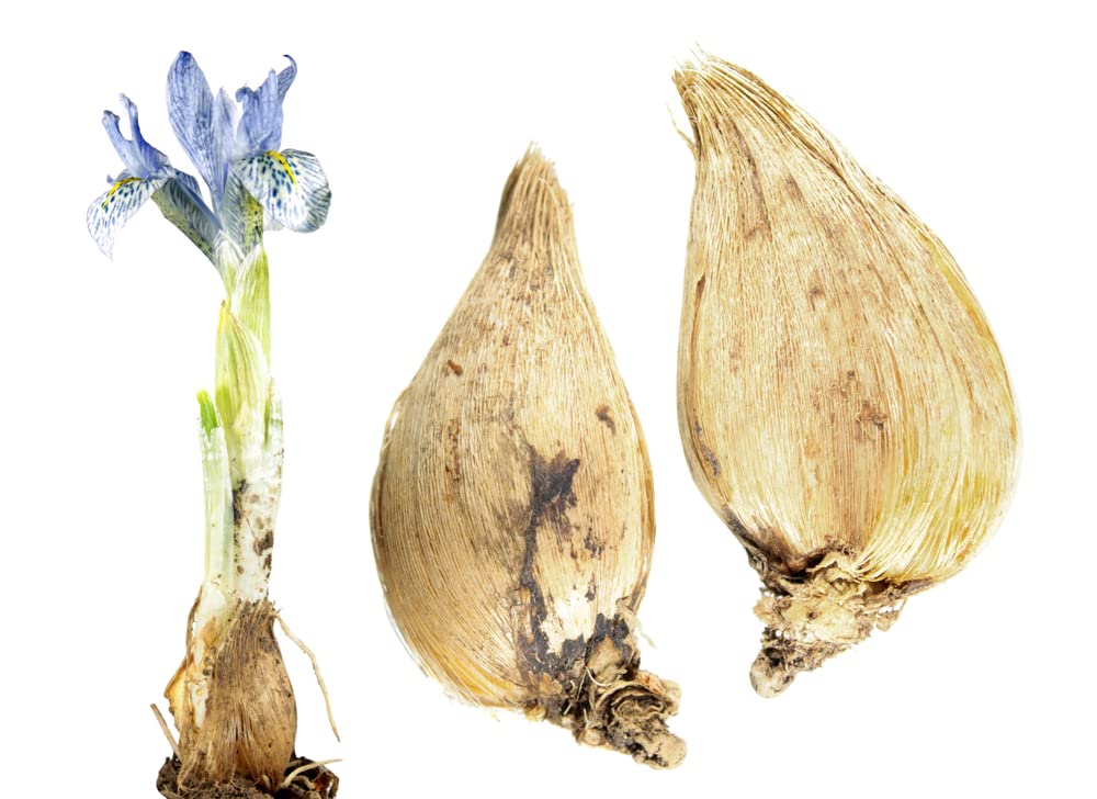 Bulbos De Iris Perennes - Pack De 5 Bulbos, Fáciles De Cultivar, Ideales Para Jardín, Con Flores De Colores Brillantes