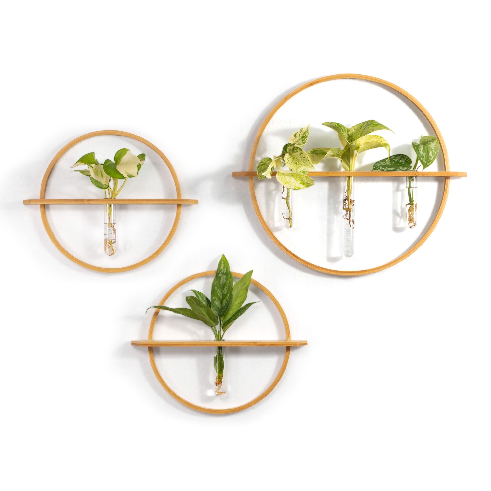 Bohemian Roots Plant Propagation Stations - Set of 3 Bamboo Wall Planters for Indoor Plants with 5 Glass Plant Propagation Tubes | Propagation Vases for Plants | Aesthetic Plant Wall Decor