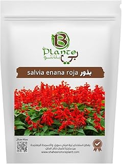 salvia enana roja seeds