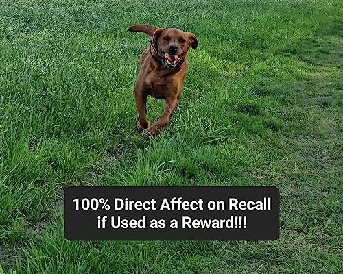 EQ K9 Dog Ball on a Rope, Durable Dog Training Ball for Exercise and Reward Throw & Fetch, Catch, Tug of War, Luring - Image 4