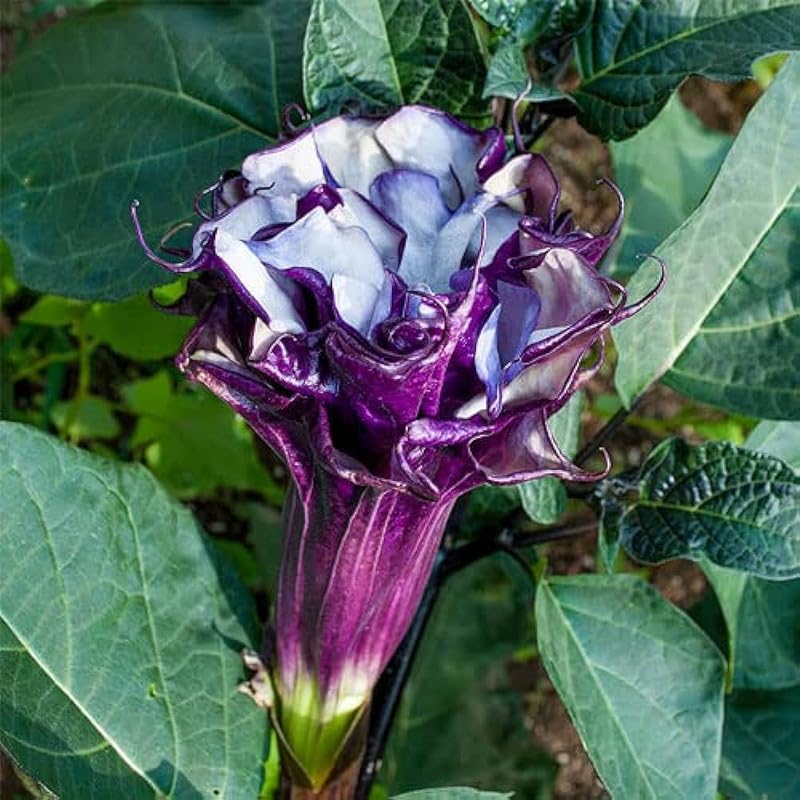 Outdoor Devil's snare live flower plant Pack of 1 : Amazon.in: Garden &  Outdoors