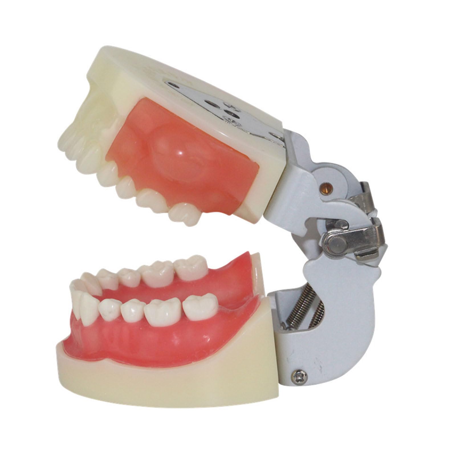 Modello di Denti per Studio Dentistico Modello per Studenti di Tecnica Dentale Formazione Studio della Odontoiatria Modello Typodont con Dente Rimuovibile