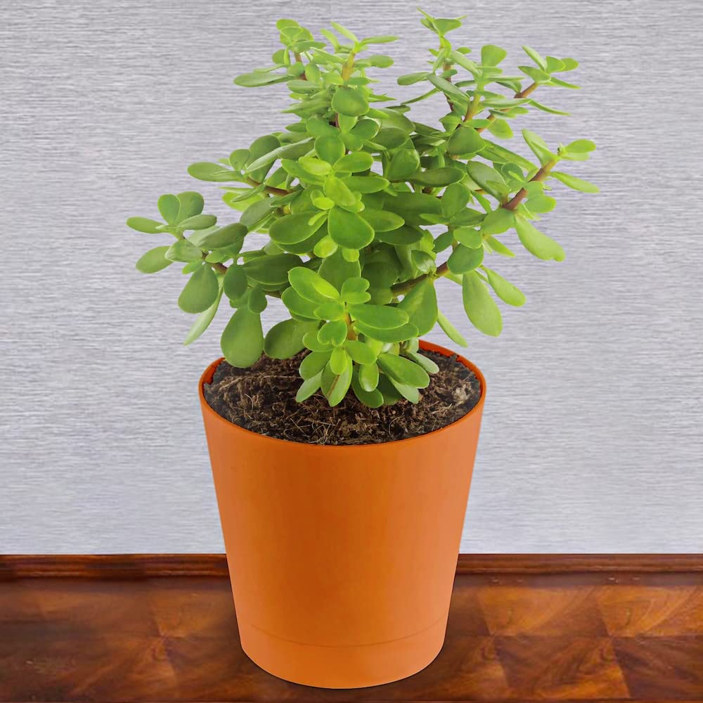 Mphmi Plants Jade Live Jade Plant Crassula Ovata Lucky Plant Money Plant Money Tree (B093DVBSSZ) Amazon Price History, Amazon Price Tracker