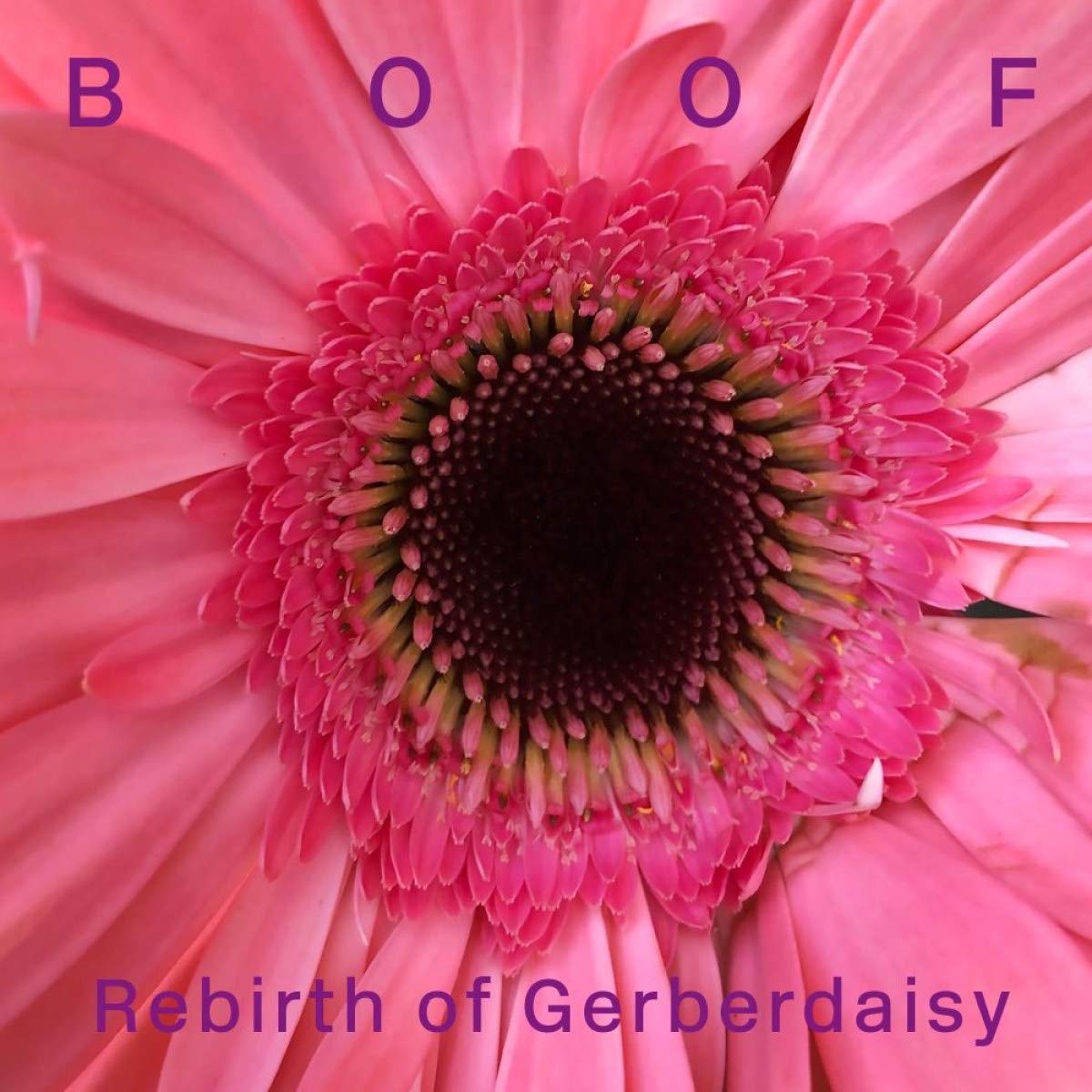 Rebirth of Gerberdaisy [VINYL]