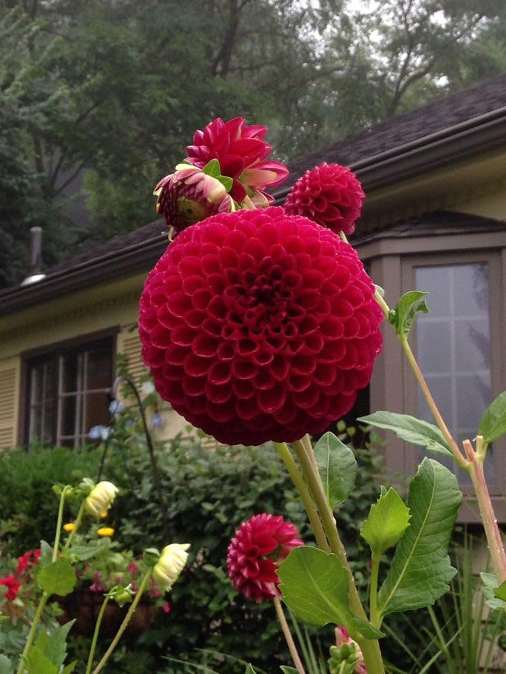 radha krishna agriculture® dahlia imported pompom for home & gardening pack of 3 bulbs (maroon)