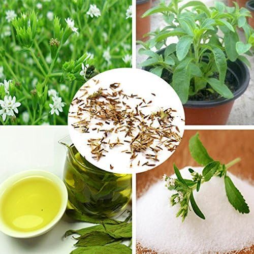 120 Seeds STEVIA Rebaudiana seeds sweetleaf Diabetic Natural Sugar Substitute Herb