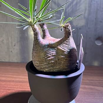 Amazon.co.jp: パキポディウム グラキリス 短枝 手乗り 発根済み