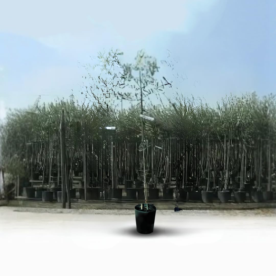 Olivo Leccino Pianta da Frutto età 2 anni | pianta produttiva, olive da olio