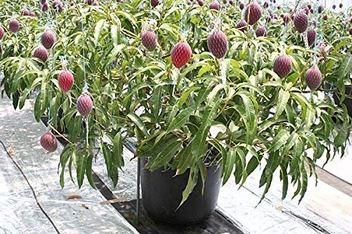 Healthy Vibe Mango Plant Garden Bonsai Green Mango Live Plant (B09SGCY6TG) Amazon Price History, Amazon Price Tracker