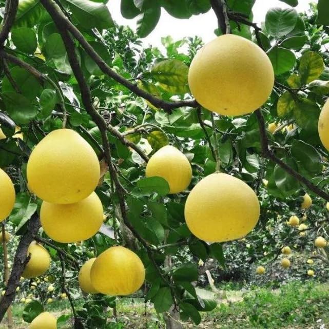 Image of GreenWorld Special Big Size All Time Seedless Yellow Batabi Lemon /Lebu Plant,(GRAFTED /GUTI KOLOM) Healthy Live Plant,''Fruit After 1 Year''