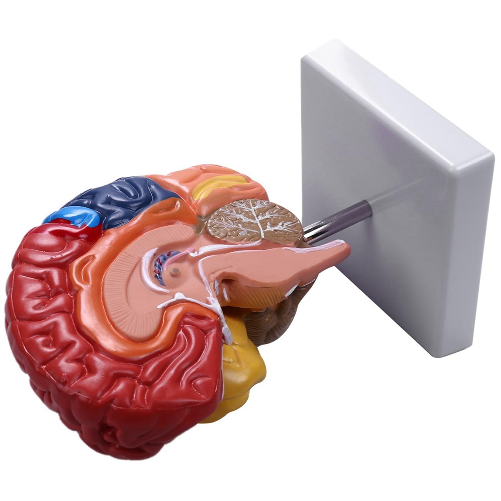 2X Cerebral Anatomical Model Anatomy 1: 1 Mezzo Cervello Brainstem Forniture Mediche per Laboratori di Insegnamento Medico