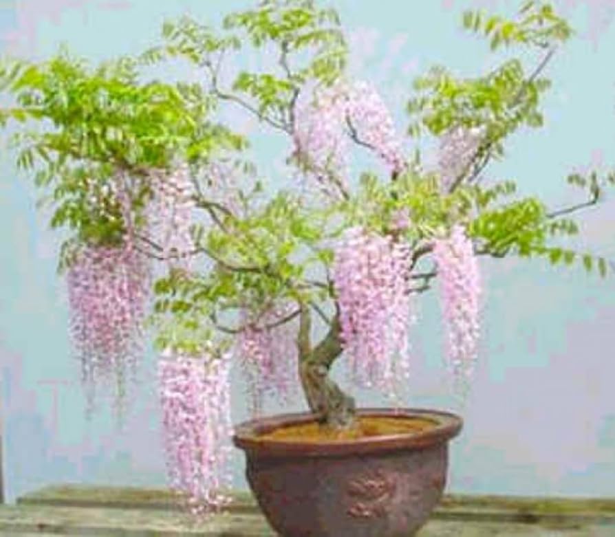 Amazon.com : Rare Pink Wisteria Bonsai Tree Seeds, 5 Seeds
