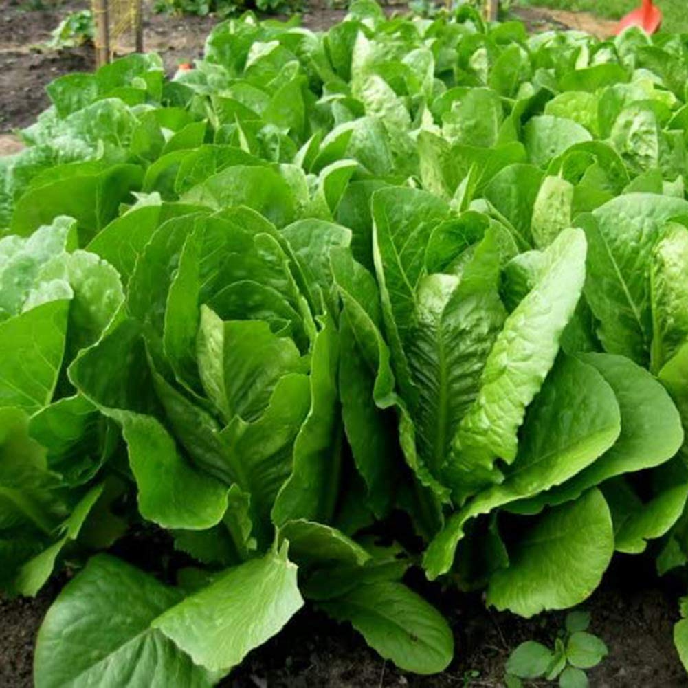VibeX Heirloom Romaine Lettuce Seeds-500 Seeds (B0B9Y9DD61) Amazon Price History, Amazon Price Tracker