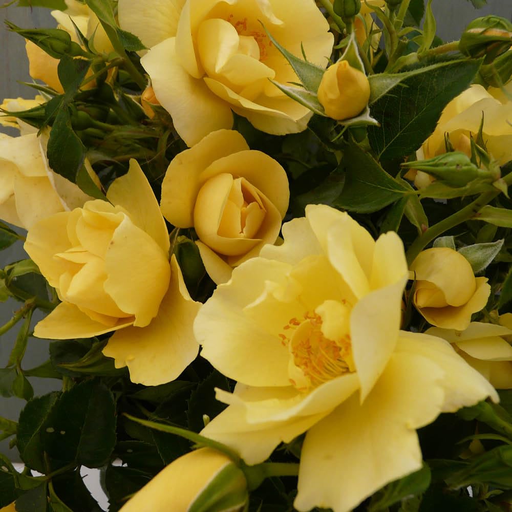 YouGarden Harkness Roses Noah's Rose, Climbing, Yellow Repeat Flowering, Established 4 Litre Pot, Up To 250cm Tall