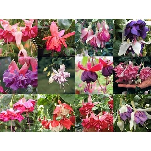 South Eastern Horticultural Pack x12 Hardy Bush Fuchsia 'Mixed Varieties' Garden Plug Plants Cover