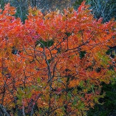Semi Flameleaf Sumac Tree (Schmaltzia copallinum) 40 + semi (40 semi)