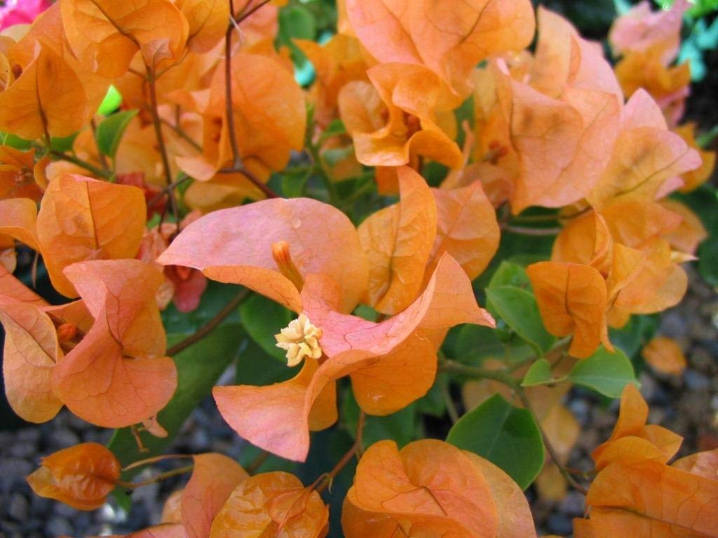 Gurveplantationi® - Great Bougainvillea Live Flower Plant with Beautiful Pot & Secure Packing (Bougainvillea Plant, Orange) (B09X4NXZPG) Amazon Price History, Amazon Price Tracker