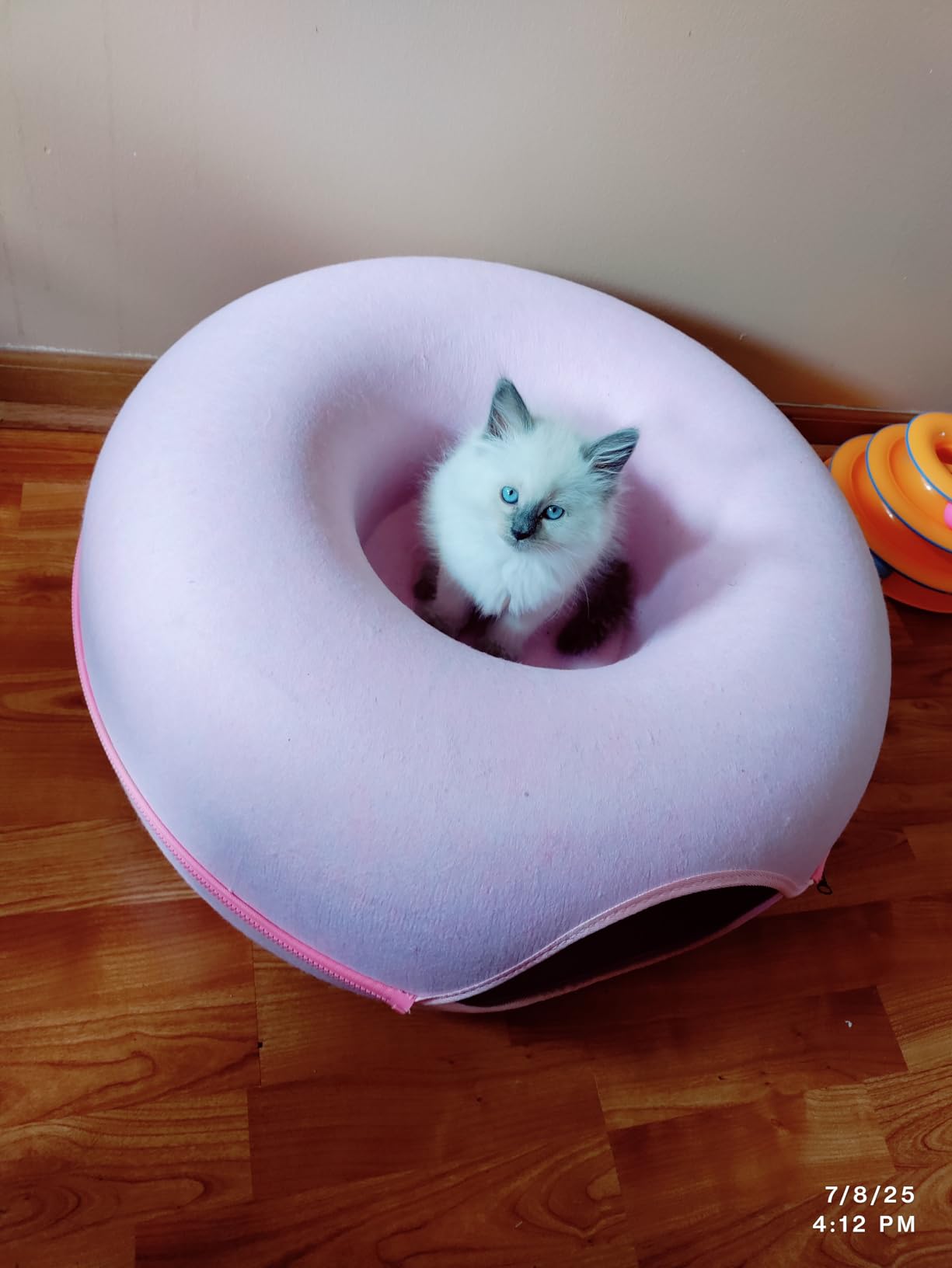 Large Cat Tunnel Bed for Indoor Cats with 3 Toys, Scratch Resistant Donut Cat Bed, Up to 30 Lbs (L 24x24x11, Dark Grey) photo review