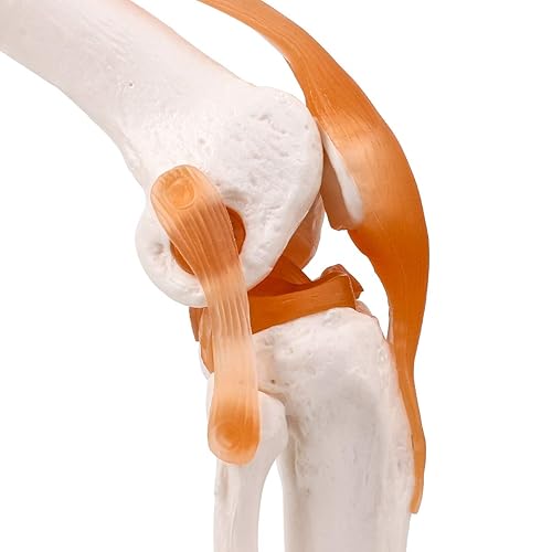 Miniatura 5 de LYOU Modelo de articulación de rodilla humana con ligamento de rodilla, modelo de esqueleto flexible anatómico de tamaño real, perfecto para