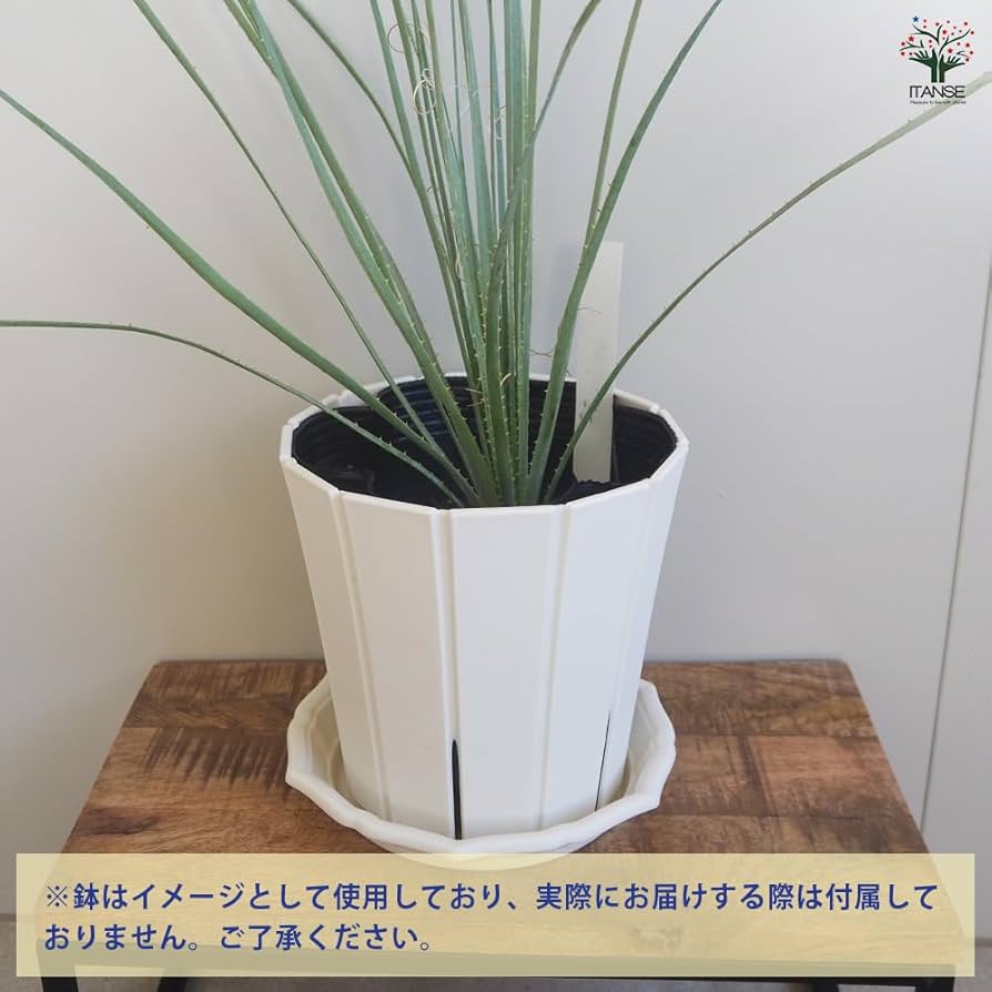 Amazon.co.jp: ITANSE ダシリリオン ウィーレリ 6号 1個