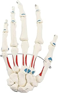 Hand Skeleton Model, Hand Joint Model, Human Hand Skeleton Model Anatomical Life-Size, Human Model Anatomy for Schools Students Study Hospital Teaching Tool