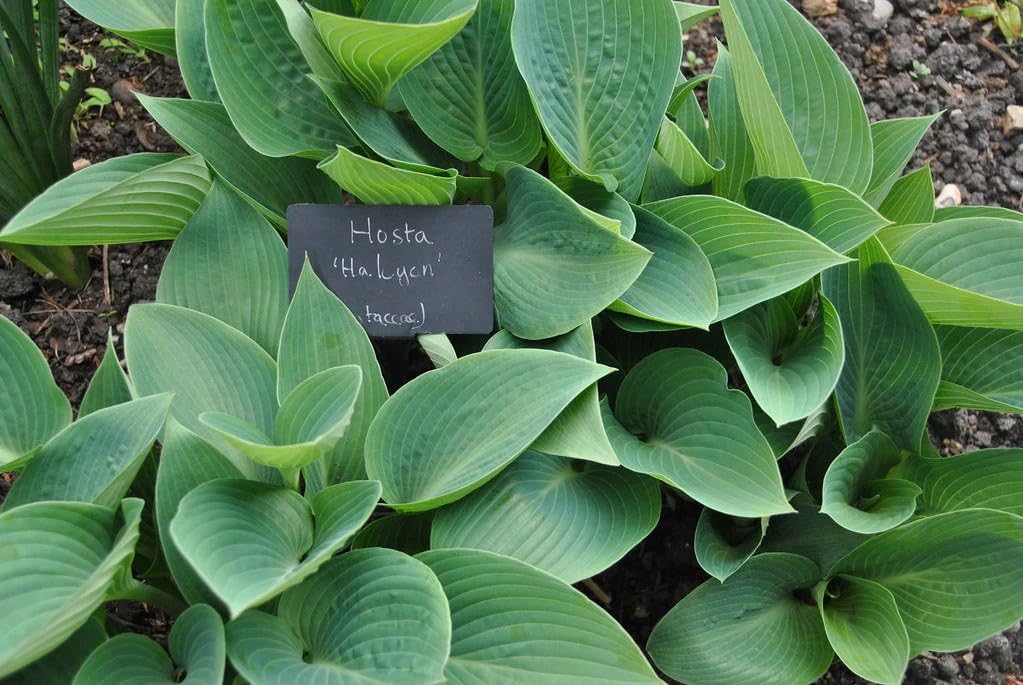 5 Halcyon Hosta Bareroot Plant