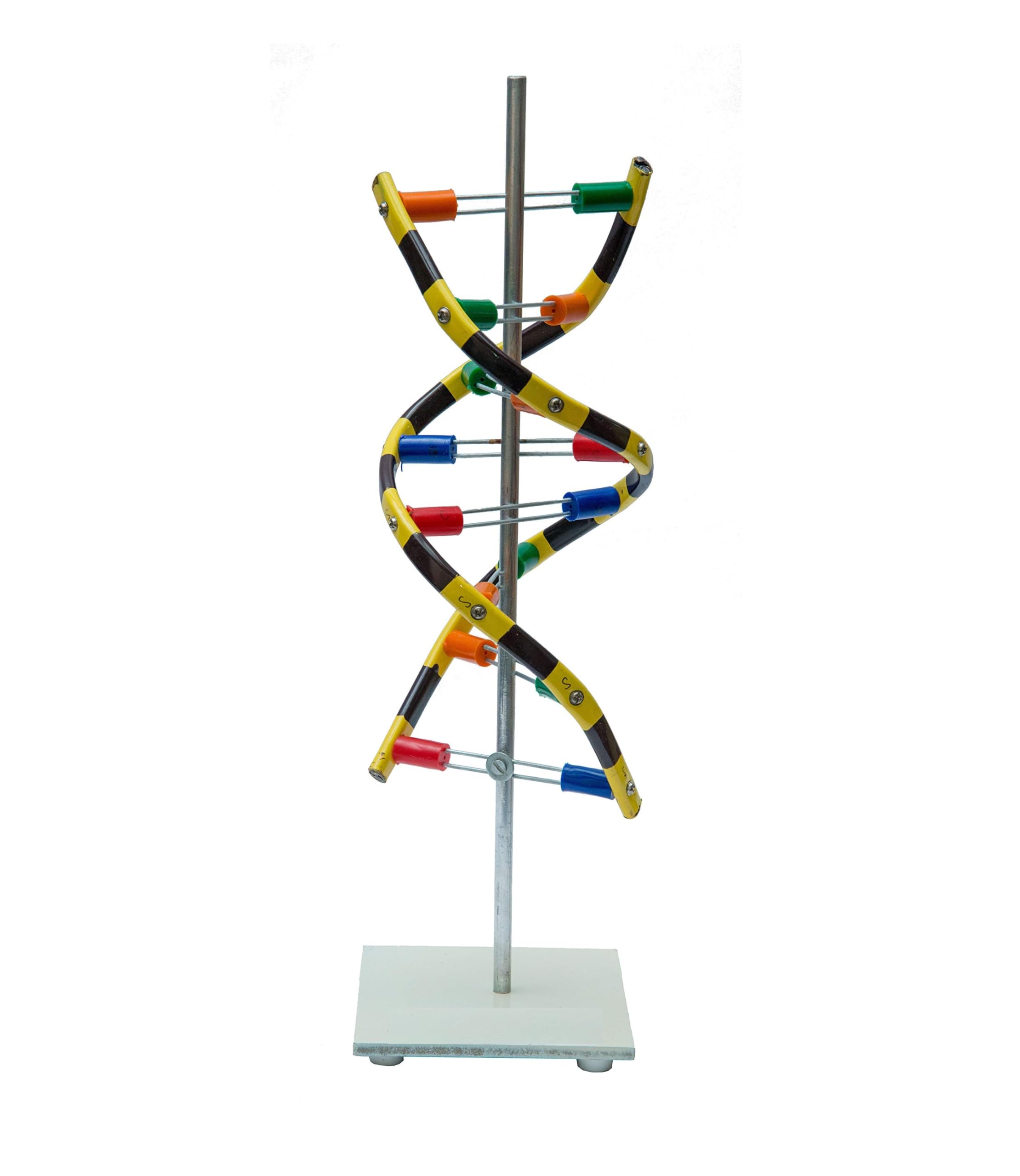 See full amazon price history chart for GSW Interactive DNA Activity Model Kit - Explore the Wonders of Genetics GSW Interactive DNA Activity Model Kit - Explore the Wonders of Genetics (B07KJBBSY8) Amazon Price History, Amazon Price Tracker