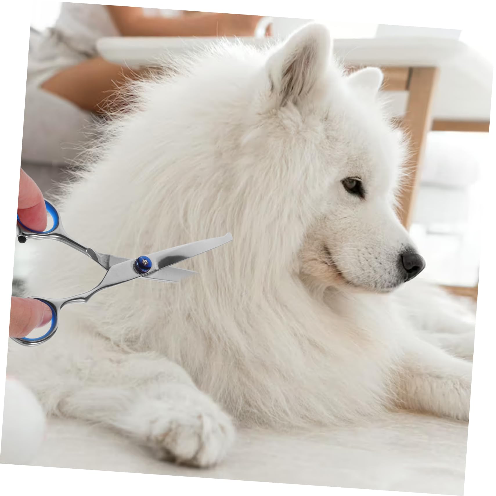 Sosoport 2pezzi Forbici Per Toelettatura Animali Con Testa Rotonda Forbici Professionali Per Del Pelo Di Cani e Gatti Ergonomiche Inossidabile Per Uso Domestico e Negozio Di Animali Argento