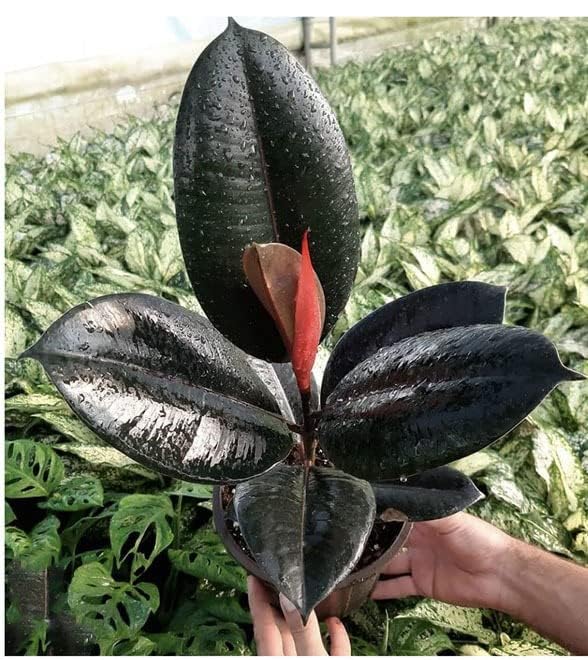 See full amazon price history chart for Greenursery Live Indoor Plant For Living Room Balcony Home And Office Decoration Decor Live Plant with Beautiful Color Pots (Rubber Plant Black) Greenursery Live Indoor Plant For Living Room Balcony Home And Office Decoration Decor Live Plant with Beautiful Color Pots (Rubber Plant Black) (B0CRH1HQMR) Amazon Price History, Amazon Price Tracker