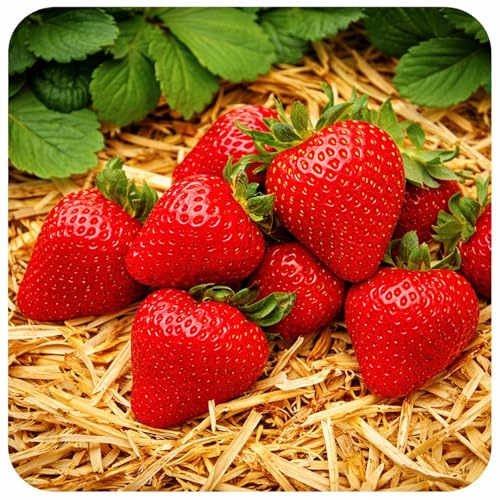 Albion Strawberry Plants Everbearing Strawberry Runners Large Sweet Red Berries High Yield Disease Resistant Strawberry Plants for Home Gardens (5)