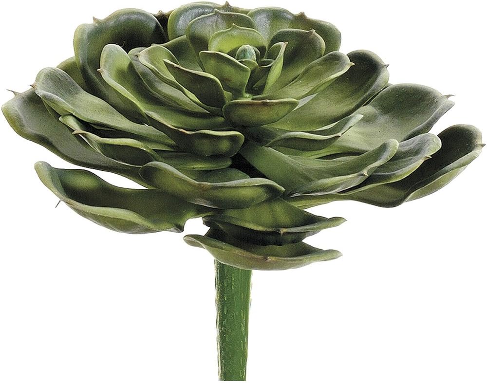5" Hen and Chicks Pick Green (Pack of 12)