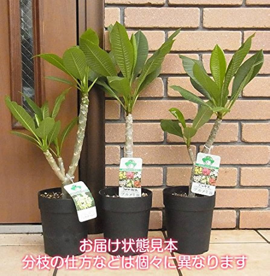 Amazon.co.jp: プレミアム プルメリア エクスクイジット