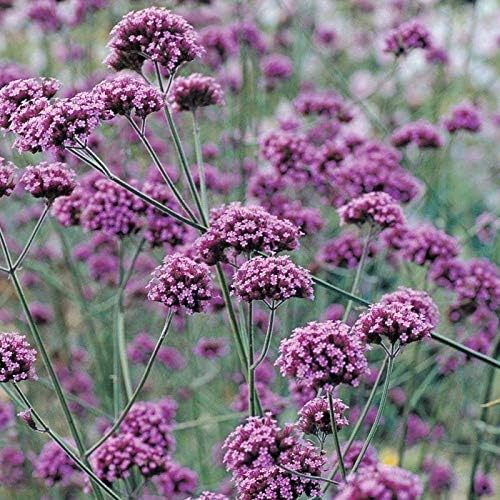 Miniatura 2 de Los racimos de flores lilas profundas son muy llamativos!!! Wow! (25 - Semillas)