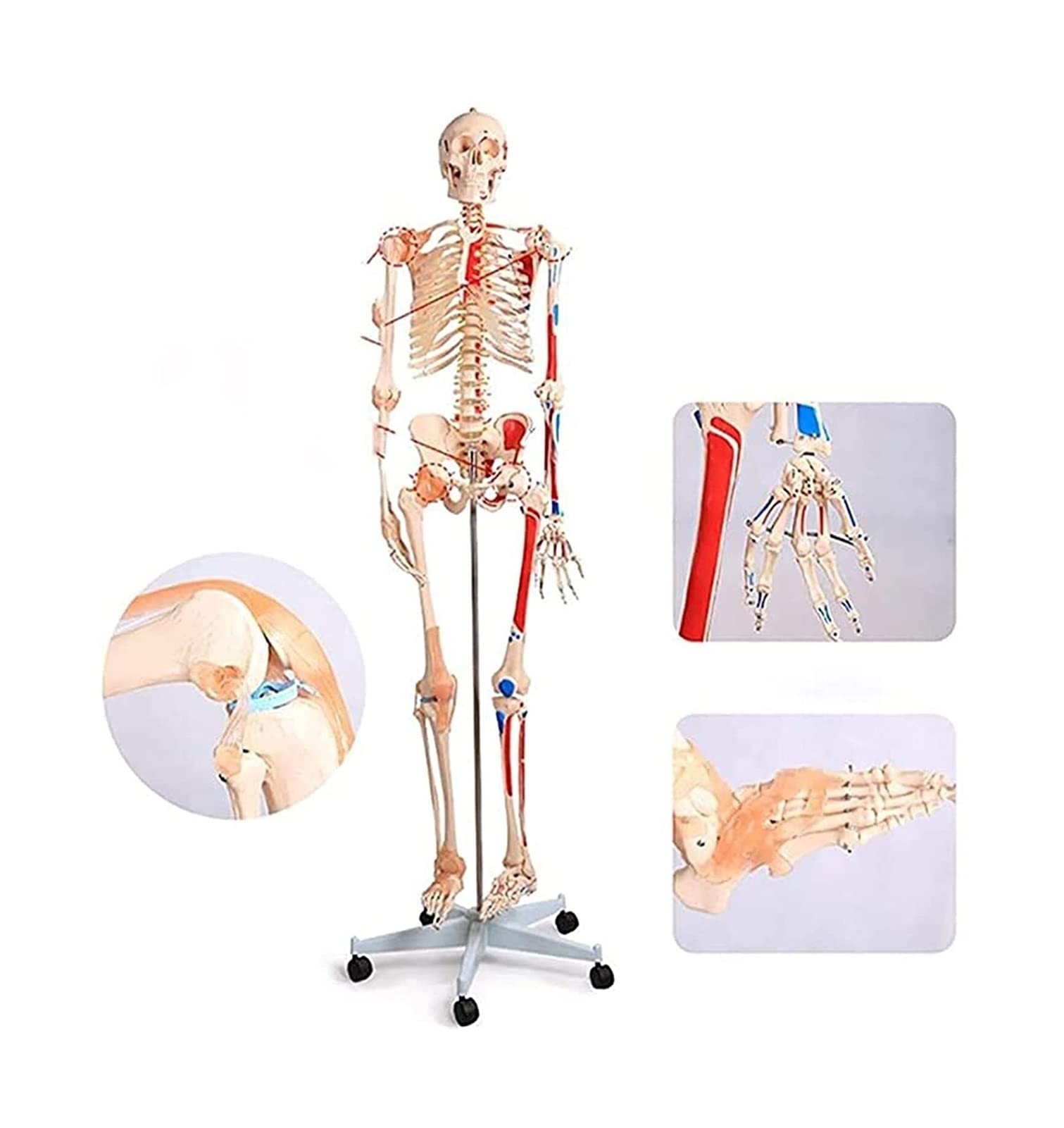 Buy Human Skeleton Model Anatomical Educational Life sized
