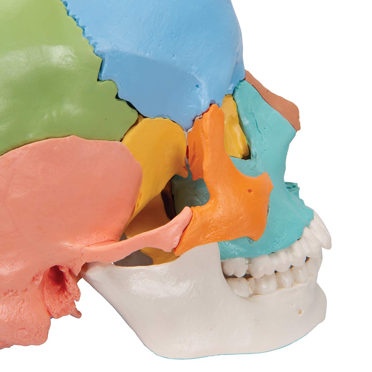 3B Scientific A291 Beauchene - Model czaszki dorosłego człowieka, 22-częściowy, kolorowa wersja dydaktyczna + bezpłatne oprogramowanie anatomiczne - 3B Smart Anatomy