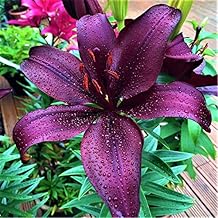 10 Bulbs Tree Lilies Giant Lily "Black Charm" up to 150 cm (Black Purple) Hardy Summer Flowering