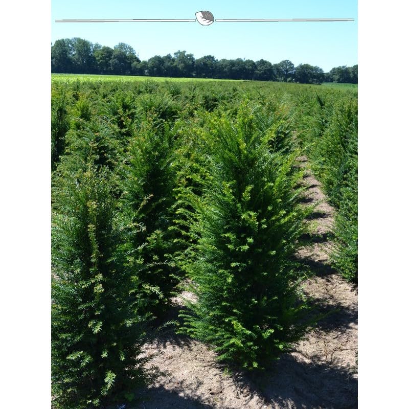 Gemeine Eibe Taxus baccata 100-120 cm. Angebot: 40 Heckenpflanzen.  Eibenhecke : Amazon.de: Garten