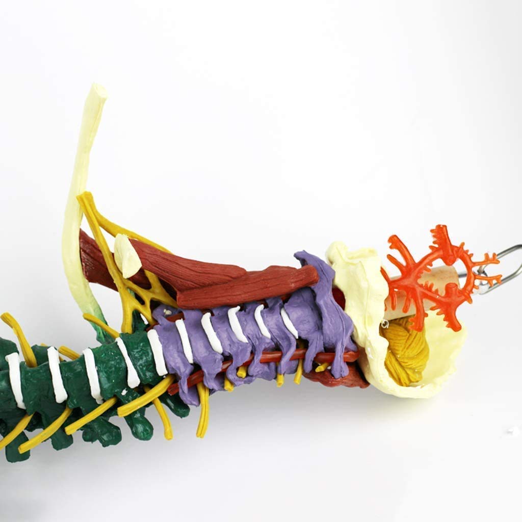 Kolorowy model kręgosłupa 1: 1 z basenem i zabarwionym modelem anatomii nerwowo-mięśniowej i dydaktycznej jako materiał do nauki lub nauczania