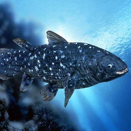 Miniatura 3 de Juguete de peluche de celacanto de simulación – Juguete de peluche realista azul de 16 pulgadas, muñeca de pez de simulación de mar súper suave,