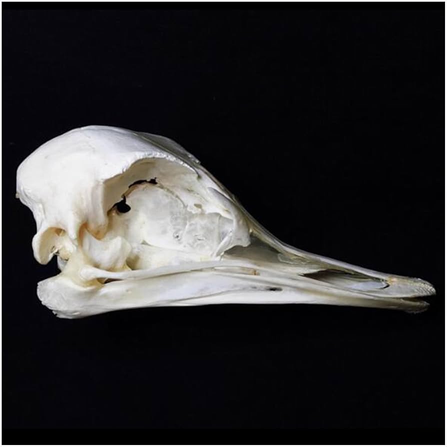 鳥 小鳥 頭蓋骨 小物入れ/陶器製 頭部標本 骨格模型 鳥 小鳥 頭蓋骨 鳥 小鳥 頭蓋骨 小物入れ/陶器製 頭部標本 骨格模型 鳥 小鳥 頭蓋骨