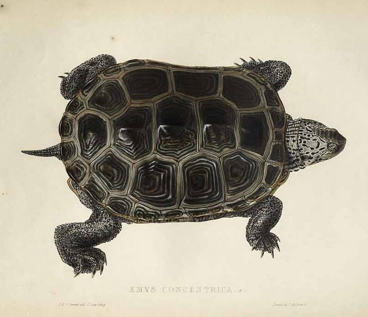 Canvas Print Picture Canvas Wall Art Dipinti famosi Emys Concentrica by Edward Leaars for Home Decor 60x90cm