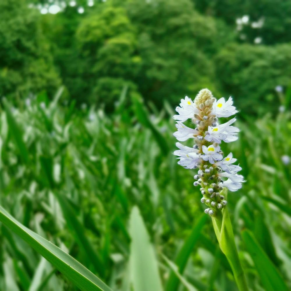Pontederia cordata 'Alba' – Hardy White Pickerel Weed Marginal Pond Plant 9cm x1 Plant By Thompson & Morgan