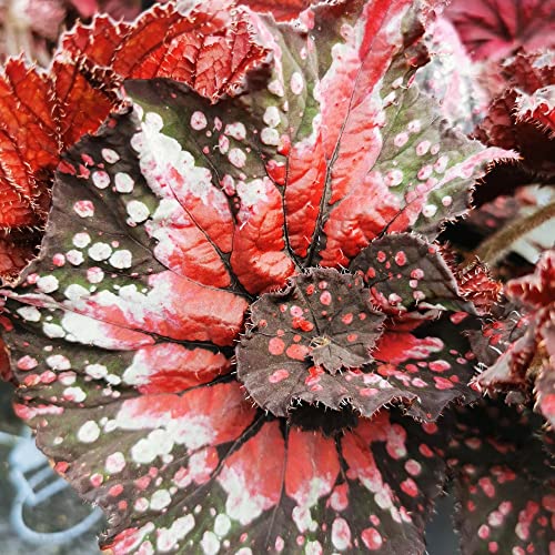 Houseplant Begonia rex 'Helter Skelter' Tender Perennial Pink Blooms Fantastic Spiralling Foliage Easy to Grow Your Own Indoor Tropical Foliage Plants with Jumbo Plug Plants by Thompson and Morgan