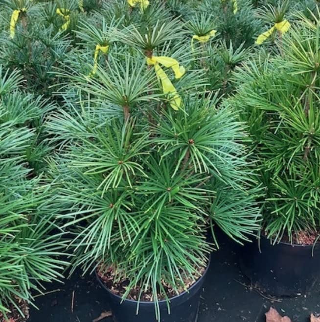 Sciadopitys verticillata Japanese Umbrella Pine Tree + Slow-Growing Evergreen Tree + in 19 cm Pot Approx 45 cm Tall