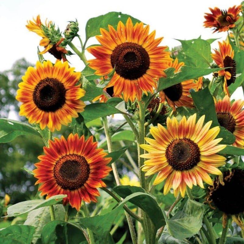 Amazon.com : Sunflower Flower Seed, Symphony Mix Sunflower Seeds