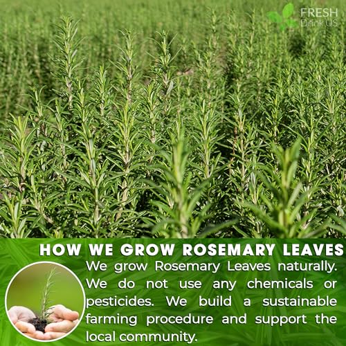 Image of FRESHDRINKUS, 31 Rosemary Leaf Tea Bags, 100% Natural and Pure Rosemary Dried Leaves, Pure Herbal Tea, No Additives, No Caffeine, No Gluten, Vegan.