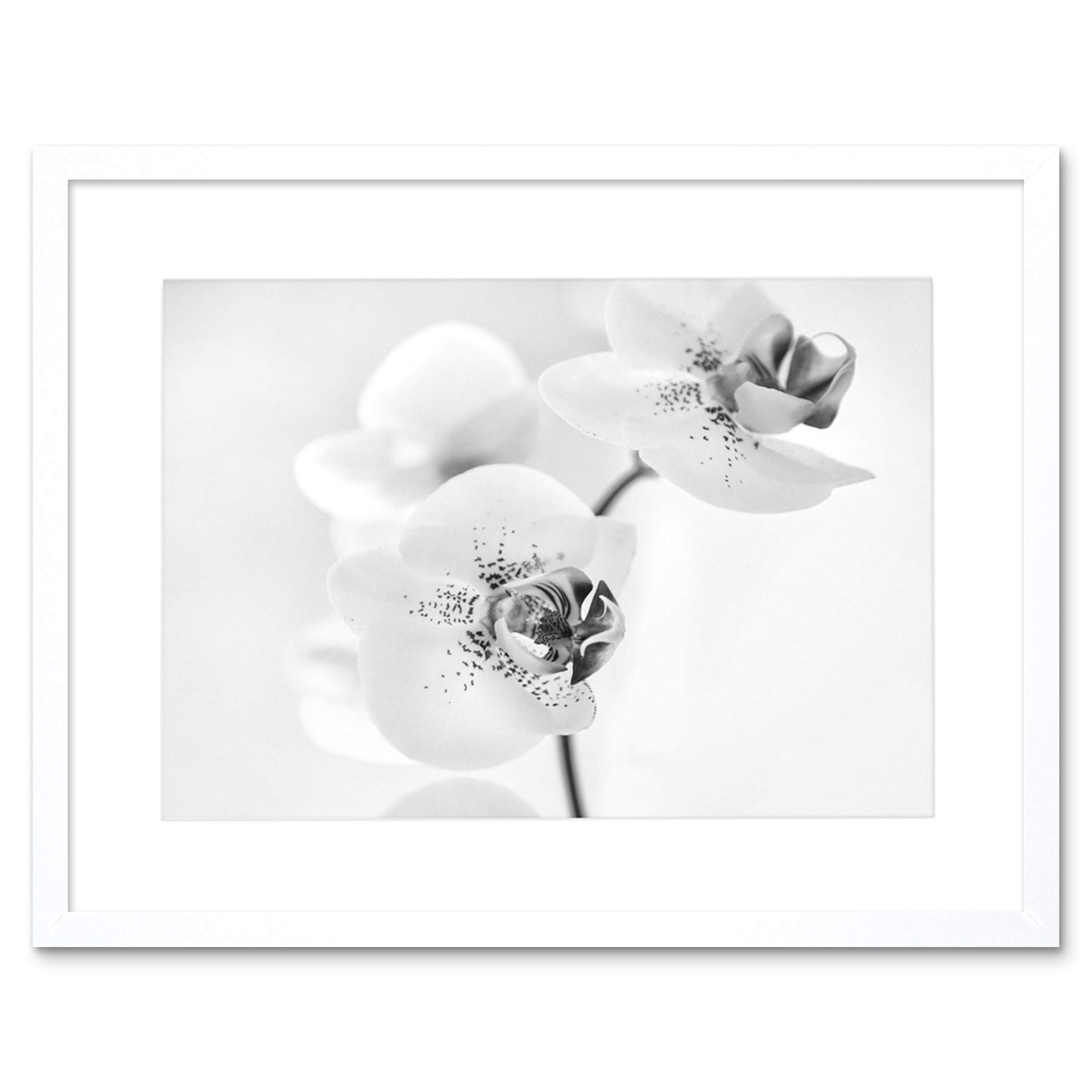 Wee Blue Coo Photo Nature Plant Orchid Flower Black White Framed Wall Art Print
