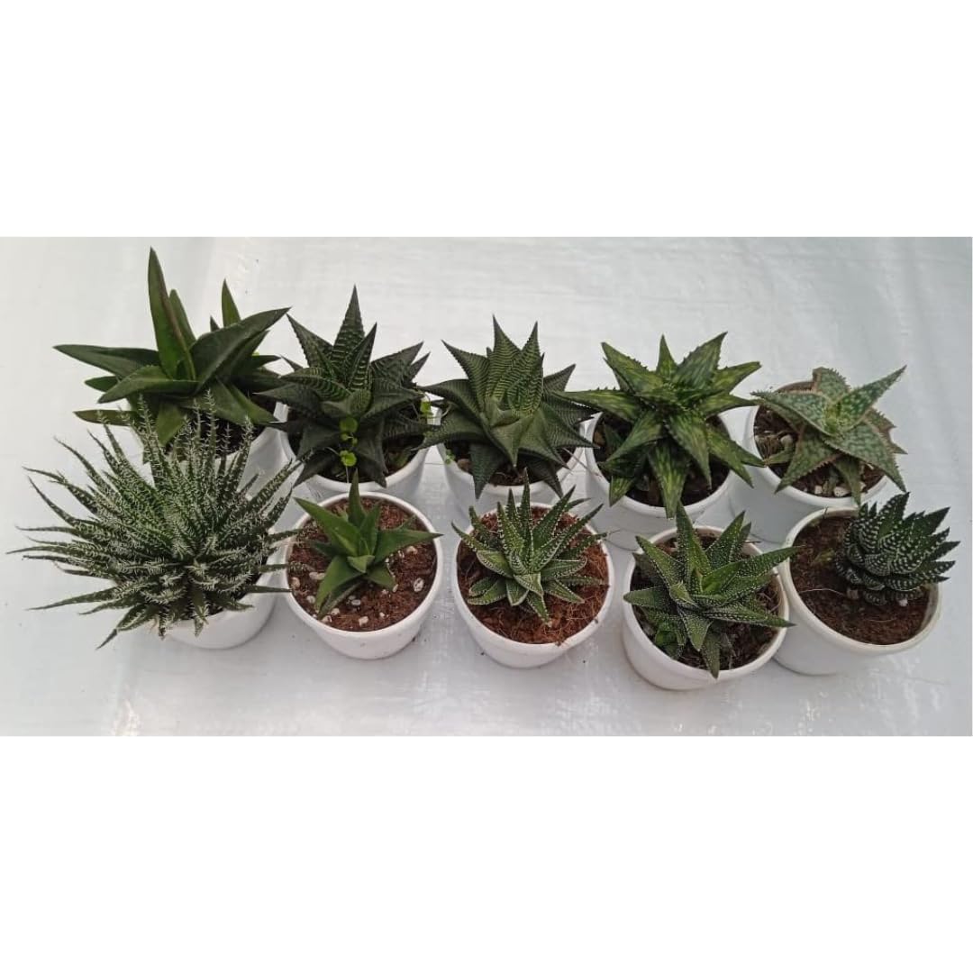 CAPPL 10 Assorted Haworthia Live Plants With Plastic Pot (Any 10 Plants) (B09NPQB4CX) Amazon Price History, Amazon Price Tracker
