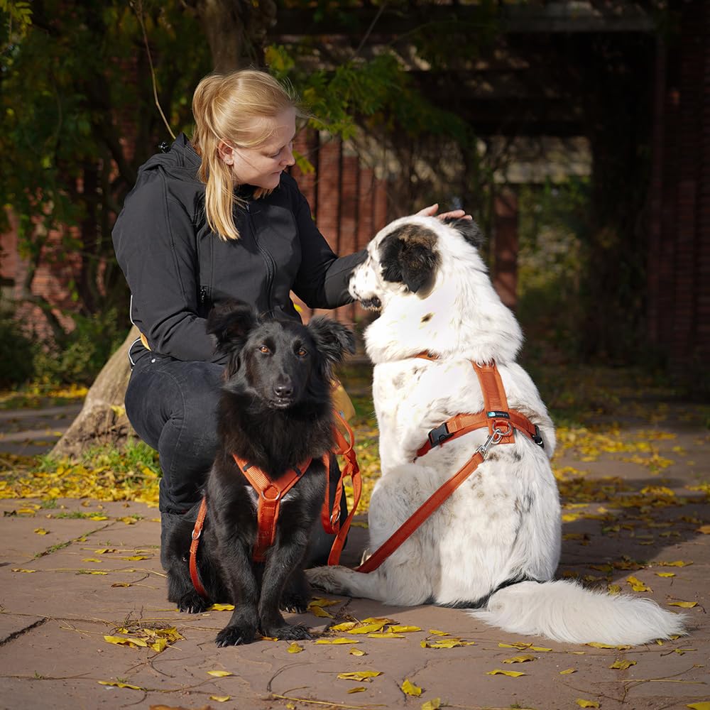 Anny-X Brustgeschirr Fun Ahorn | Hundegeschirr Größe L (Brustumfang 70-86 cm)